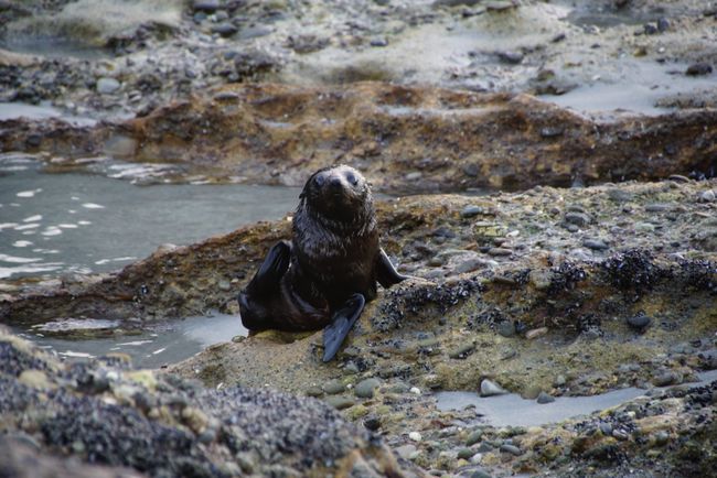 07/05/2018 - Seal pups at Wharariki Beach