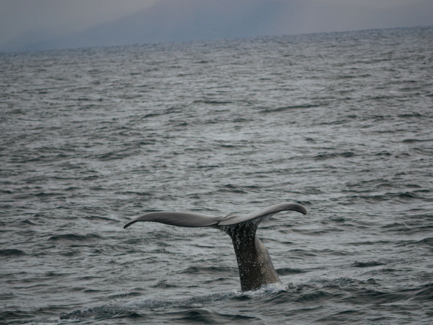 Whale Safari in Andenes