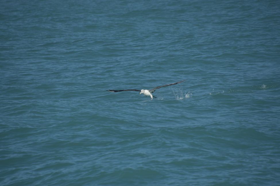 Kaikoura - Albatross