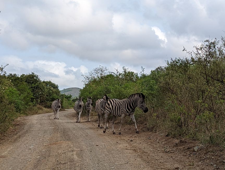 Hluhluwe-Imfolozi-Nationalparks