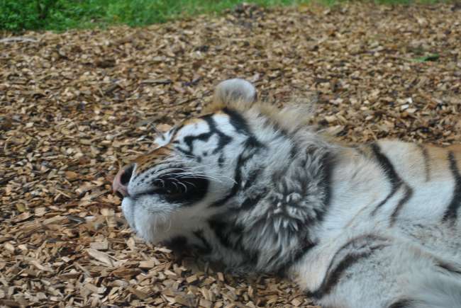 Dublin Zoo (25.09.2016)