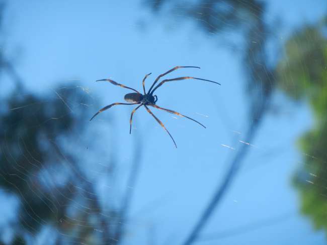 spider in Yuraygir National Park