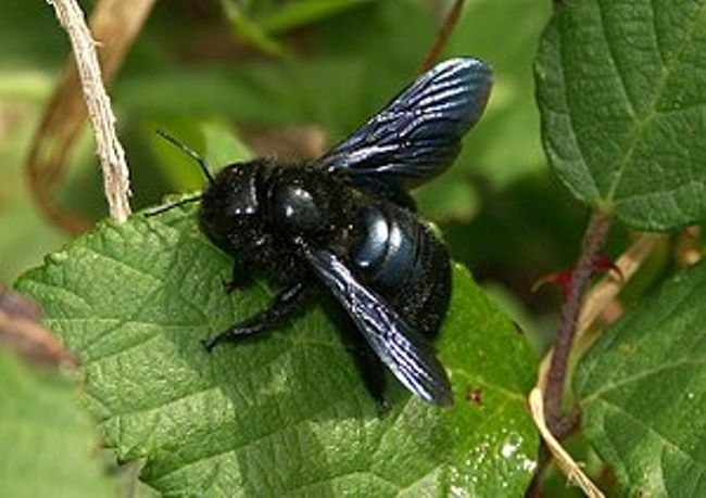 This thing buzzes around here frequently: a carpenter bee. As big as a 5 pound note!