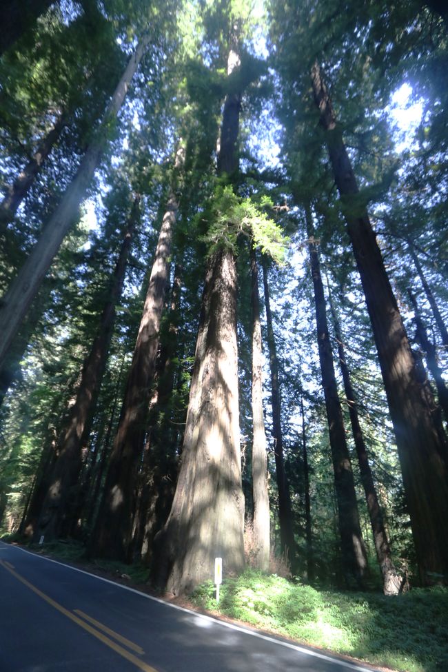 „Avenue of the Giants“ – noch mehr Baumgiganten 😉 in Kalifornien