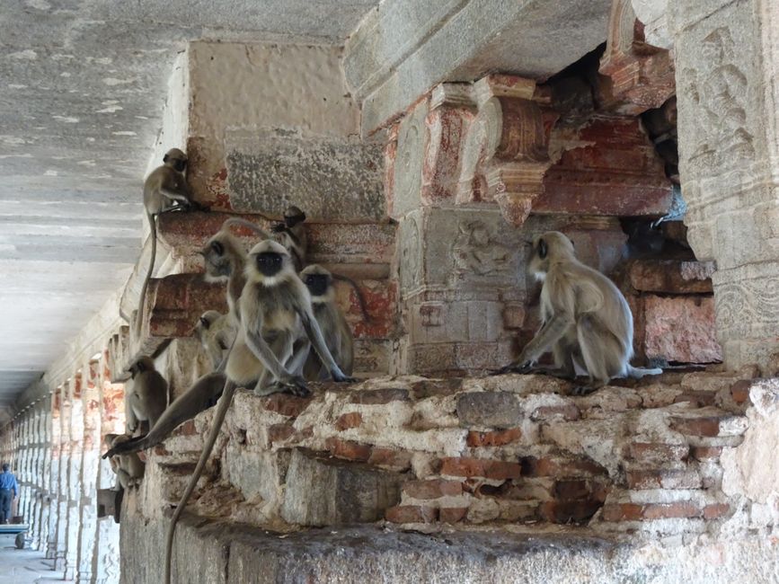 Pilgrims crowding the Monkey Temple!