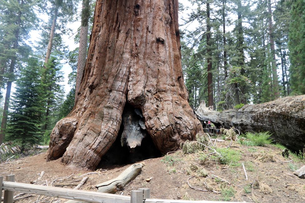 Sequoia ਅਤੇ Kings Canyon NP / California ਵਿੱਚ ਵਿਸ਼ਾਲ ਮੀਟਿੰਗ