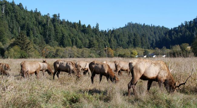 Elk Prärie