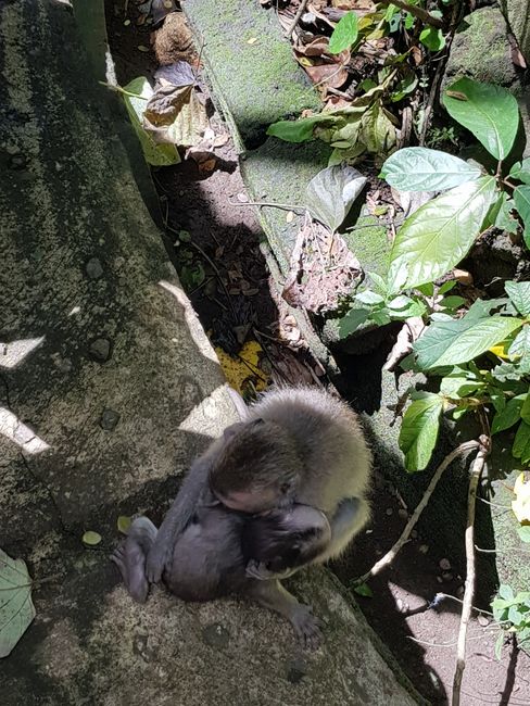 Sanctuary Monkey Forest Ubud