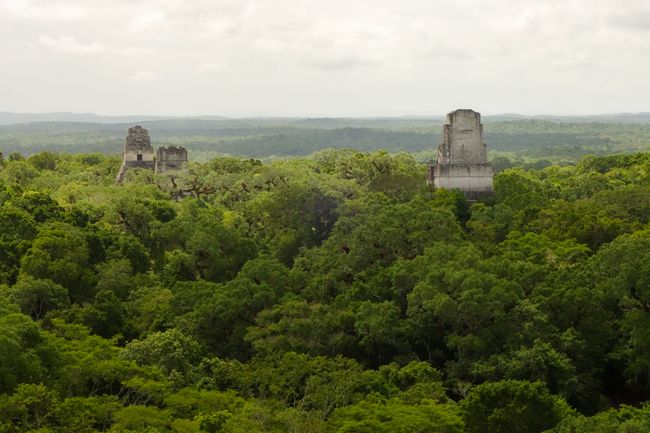 Blick von Tempel IV auf die Tempel I und II (links) und Tempel III (Jaguar) rechts. 