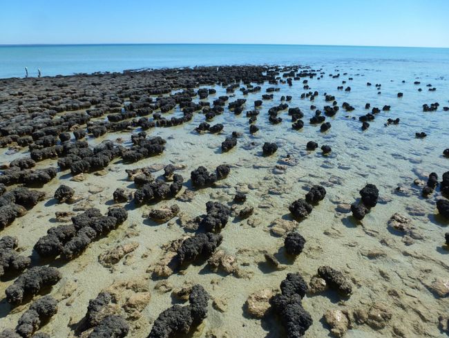 Hamelin Pool - Stromatolites