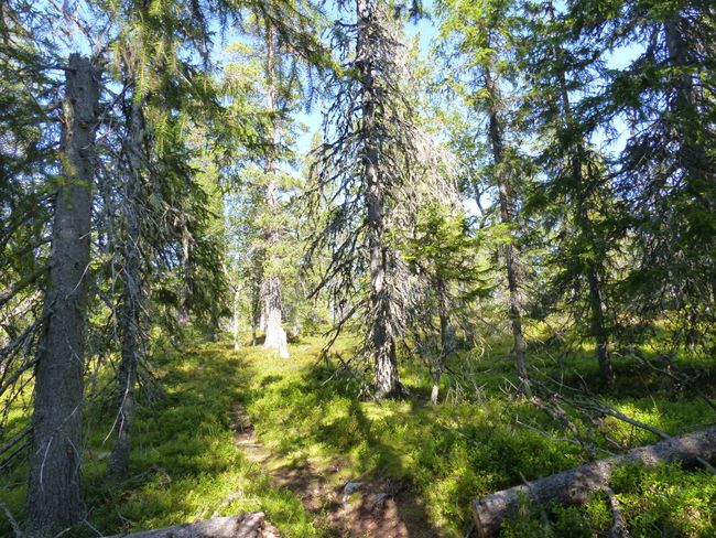 Day 36 - A long hike in Fulufjellet