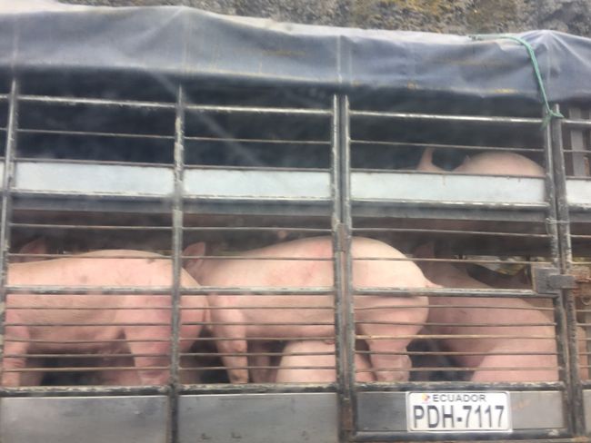 Schweinchentransporter