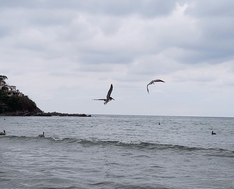 Pelikane, in der Luft 