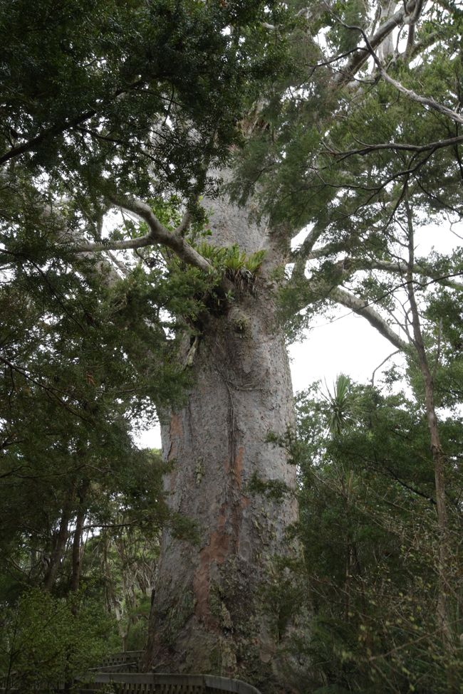 Umgebung von Whangarei - Tane Moana Kauri-Baum (1200 Jahre alt)