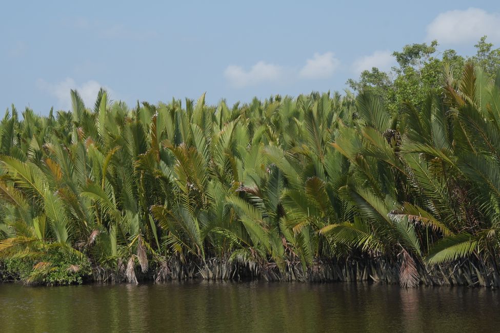 Nipa mangroves on the Sekonyer River