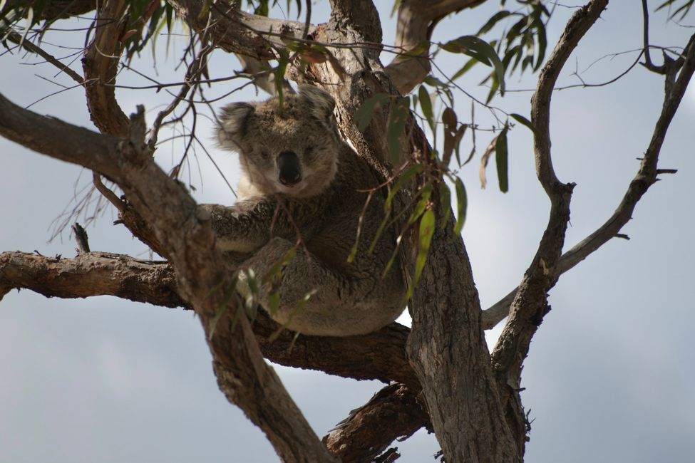 On Raymond Island - Koala
