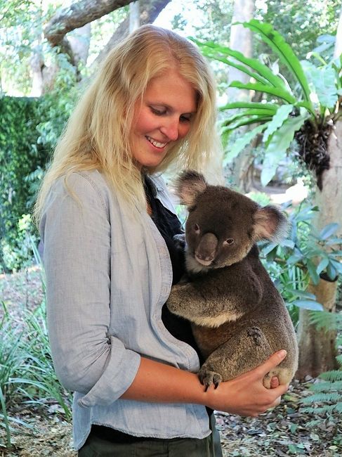 Cuddling koalas