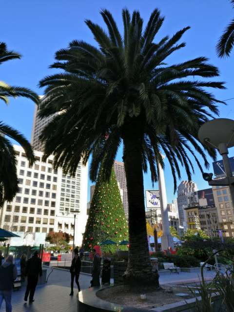 Palm tree vs. Christmas tree at Union Square
