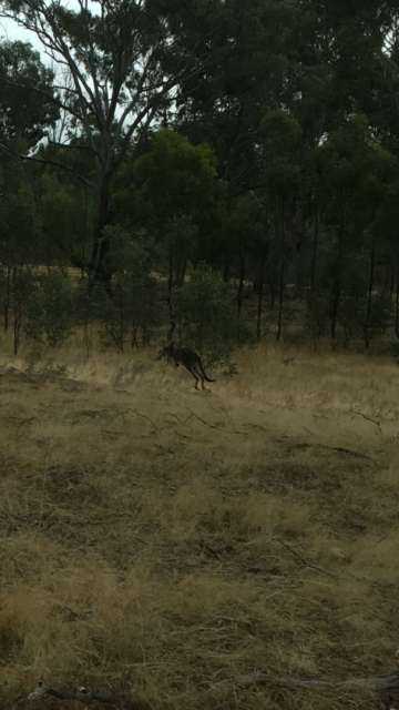 A kangaroo in the wild 