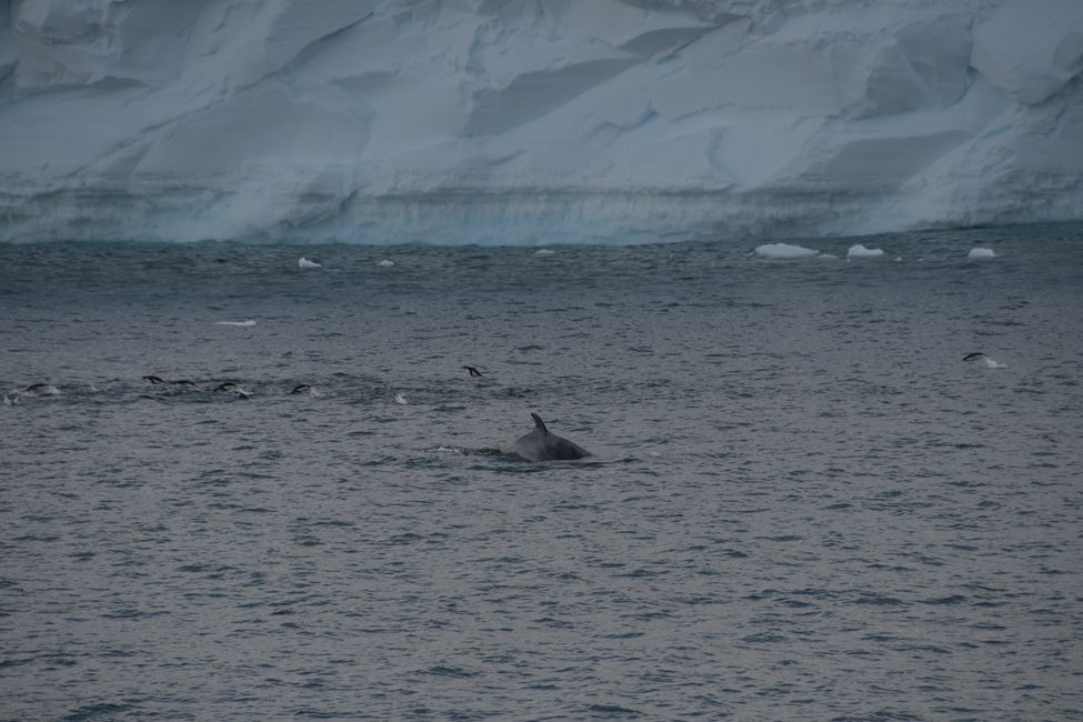 Minke whale and Adelie penguins