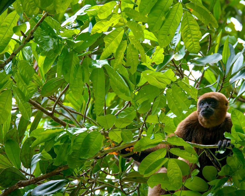 Wollaffe, auch Gorilla des Amazonas genannt