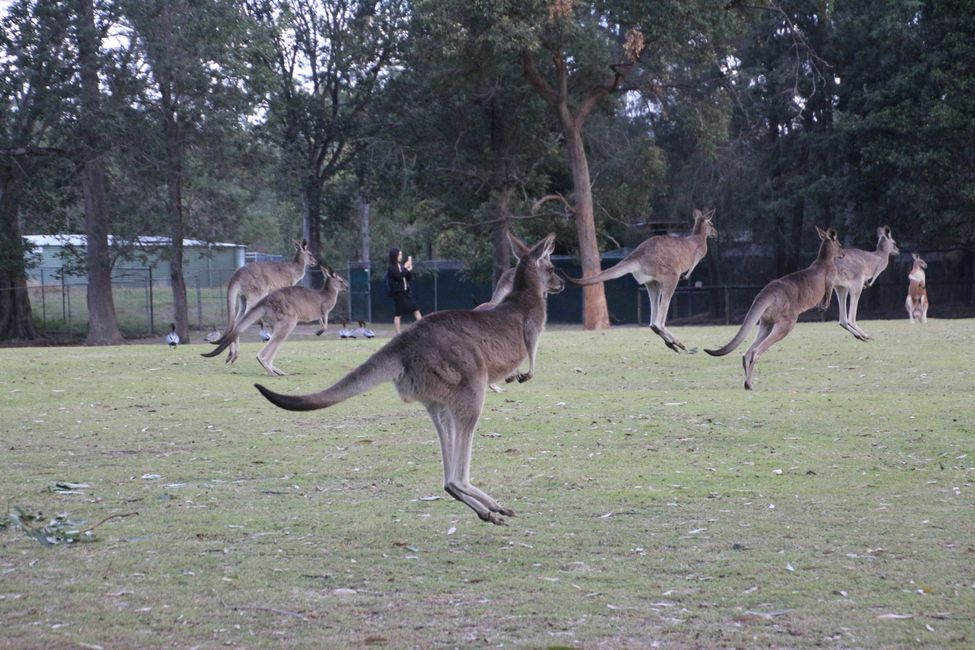 Aufruhr im Känguru Gehege