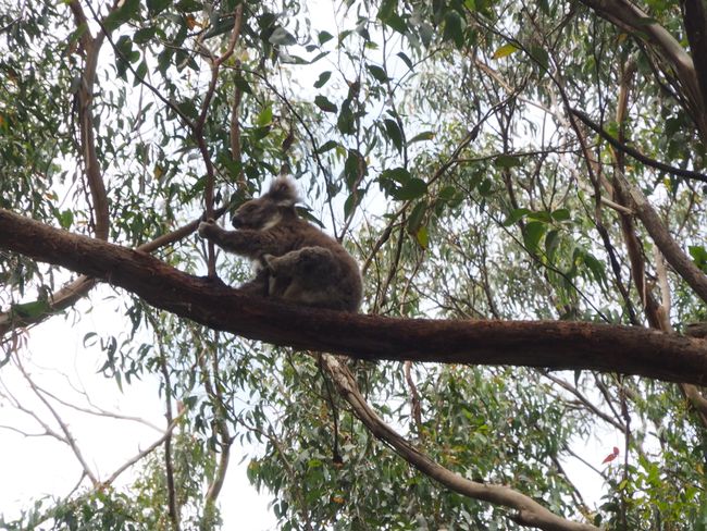 5.1.19 Otway Fly, magnificent rainforest and a few koalas