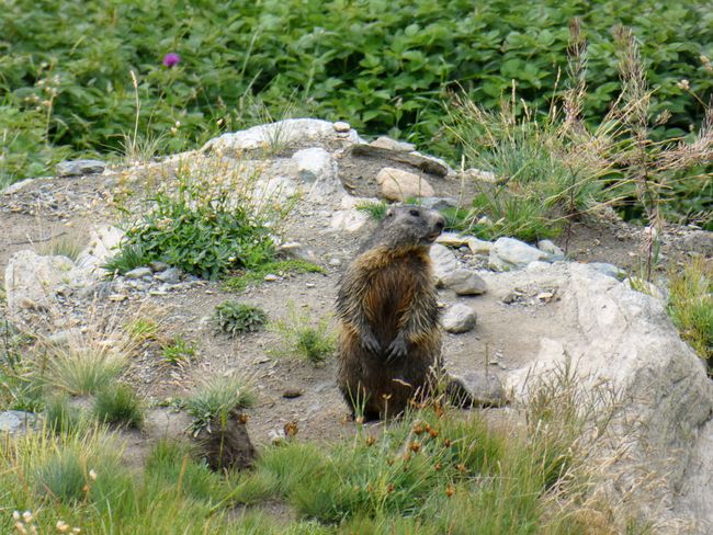 the marmot we have
