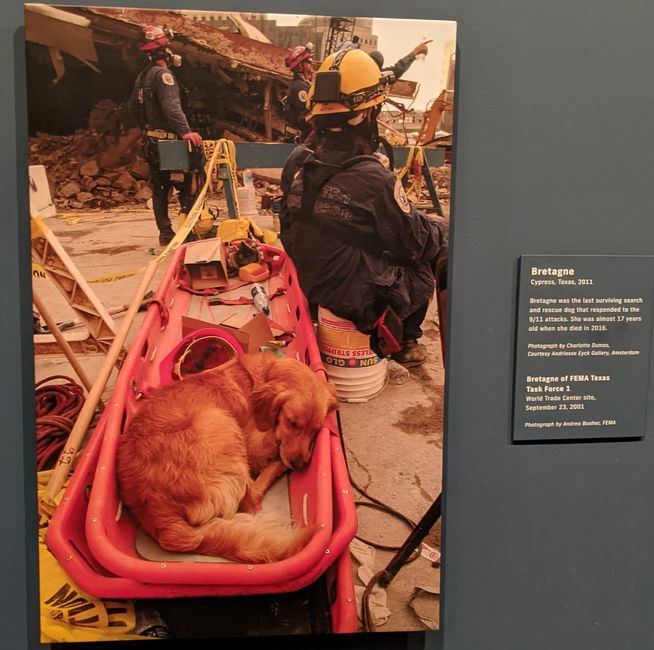 Rettungshunde bei 9/11