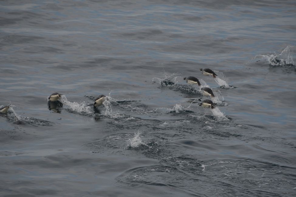 Antarctica - Ross Sea - Adelie Penguins