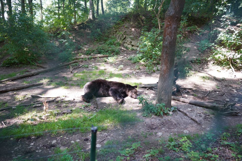 Day 13: Hello Bear Park, hello Lower Saxony!