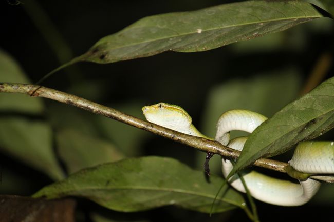 small snake in the tree