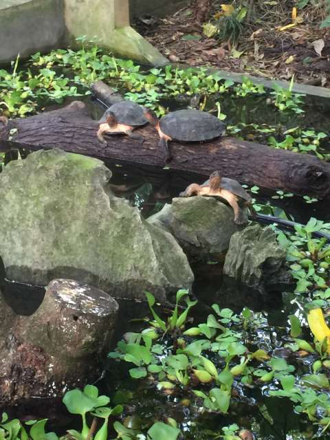 Curious turtles 😂