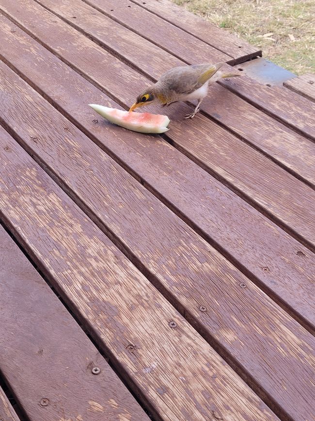 Bird eats some watermelon 