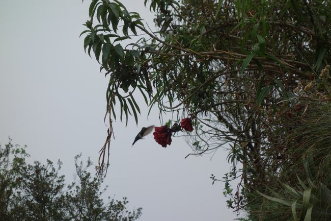 A hummingbird feeding