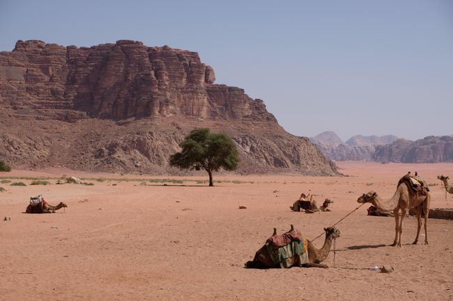 Da es in der Wüste nur wenige Wasserquellen gibt, gehen die Dromedare meistens nicht so schnell verloren
