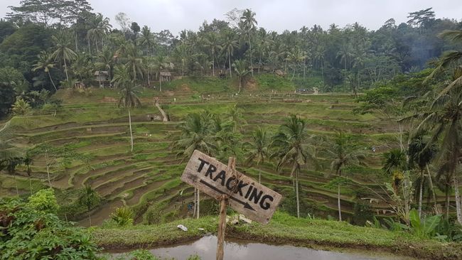 Schildkröten, rice terraces and many new experiences