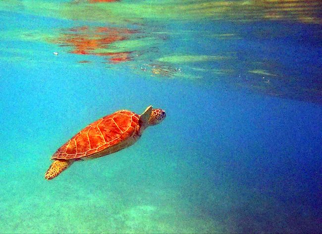 Mexiko - Akumal: wo die Schildkröten leben