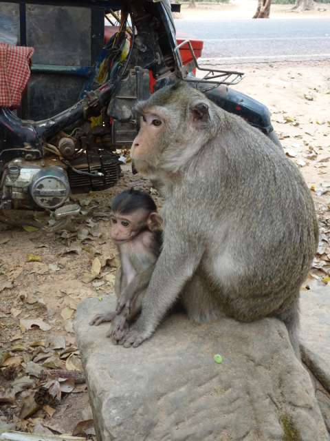 Monkeys in front of the temples