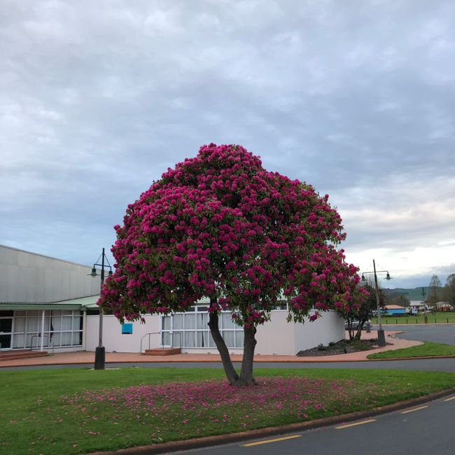 Day 13: Taupo - Rotorua