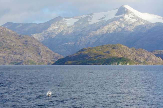 Patagonische Fjorde mit Seelöwe, der sich als Delfin tarnt