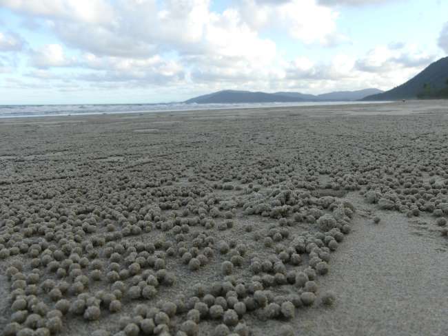Die Krebs-Sandkügelchen am Strand