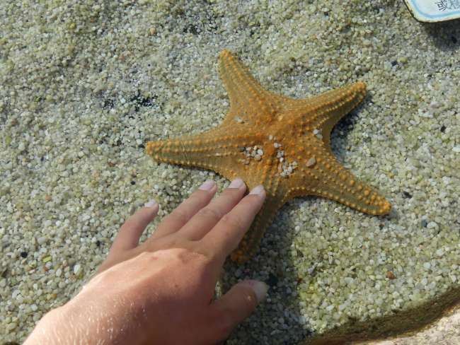 Petting a starfish