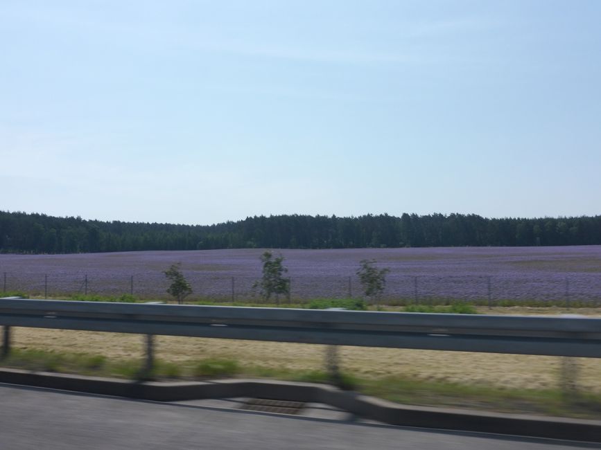 Purple fields?