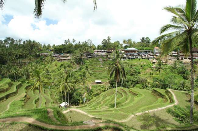 Tegalalang Rice Terraces. challenging