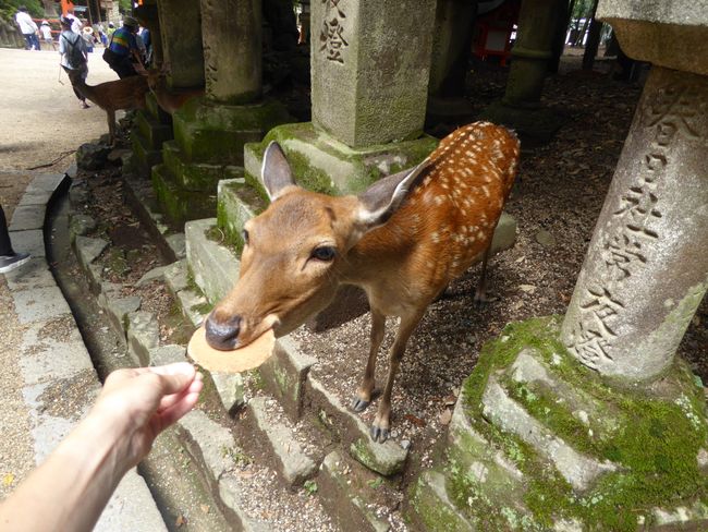 Trip to Nara