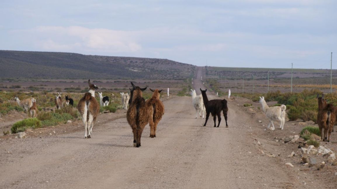 Llamas, leisurely strolling across the road