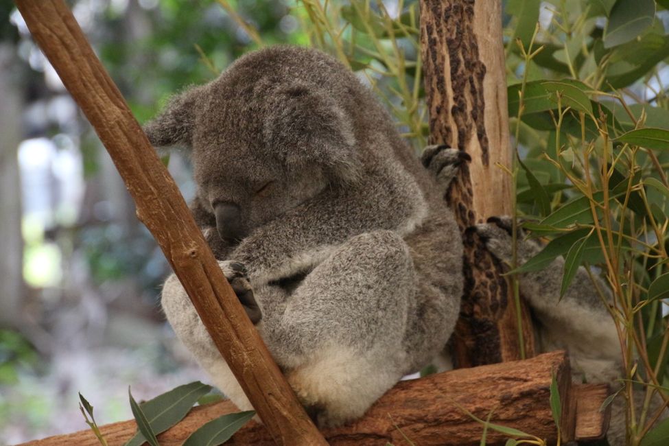 Tag 4: Lone Pine Koala Sactuary / Brisbane