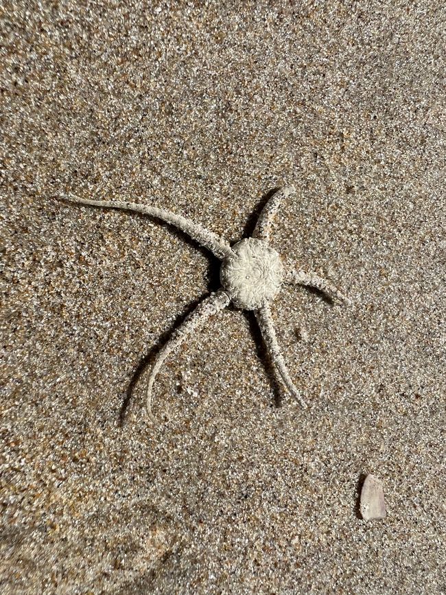 There are also starfish.
