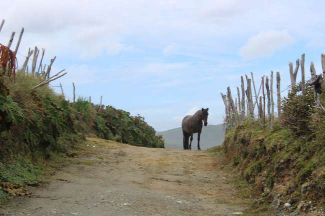 Chiloe - Eine Insel der Abgeschiedenheit im Nirgendwo!